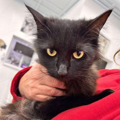 Katherine, a Adoptable Domestic Medium Hair in Belleville, MI image 2/2