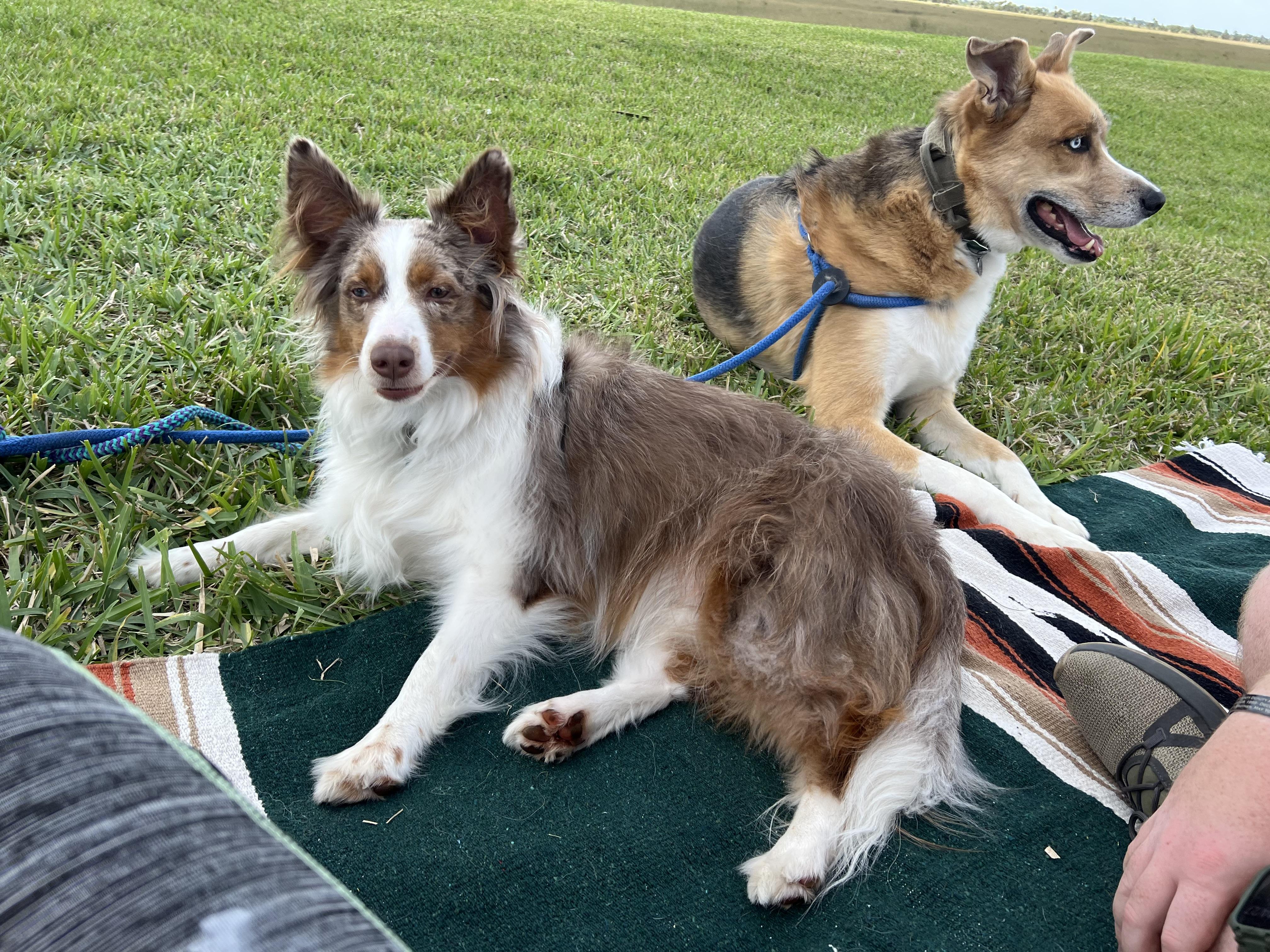 Enlarge Remi, a ADOPTABLE mixed breed in Palm Bay, FL image 5/5