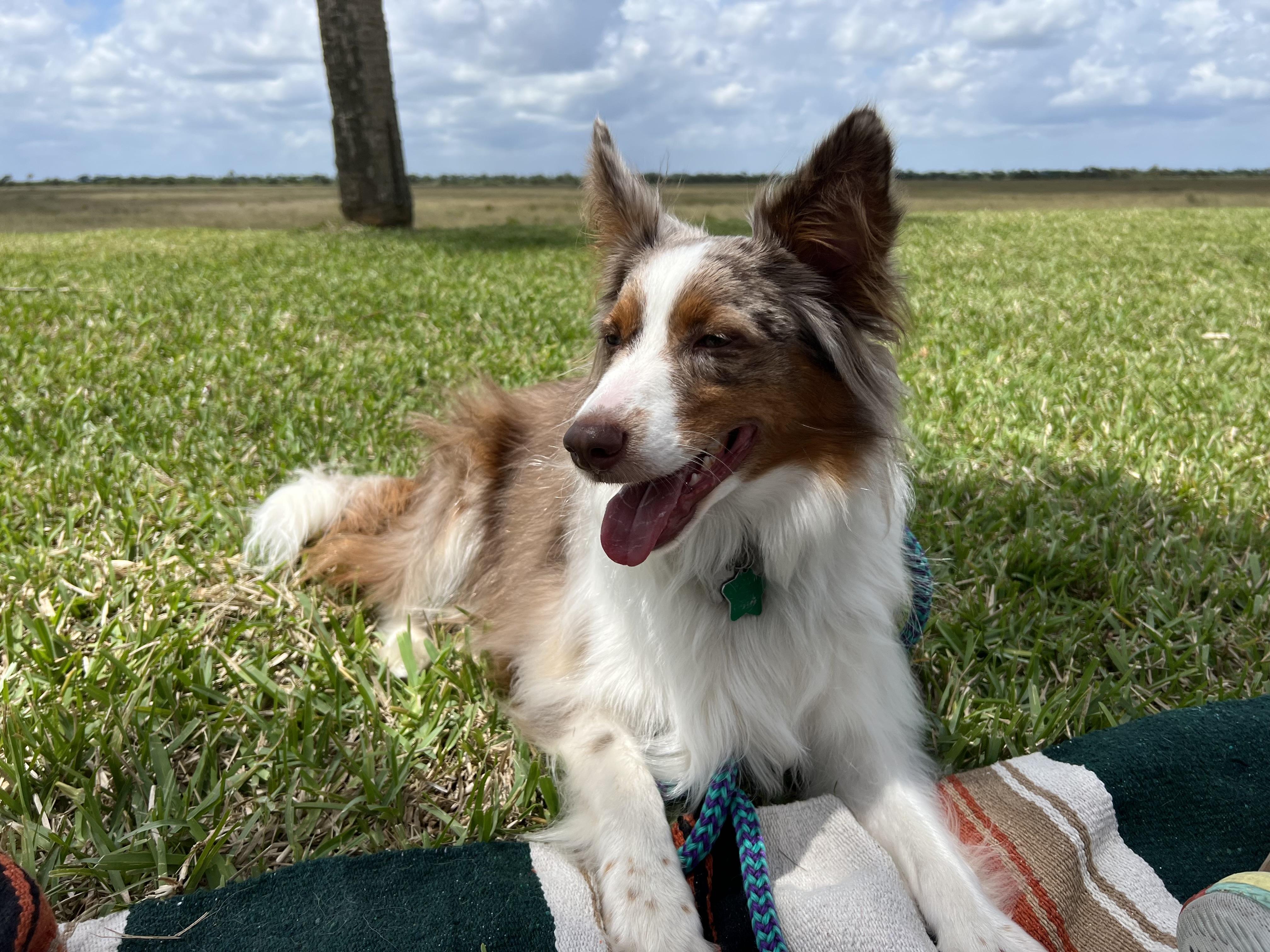 Enlarge Remi, a ADOPTABLE mixed breed in Palm Bay, FL image 1/5