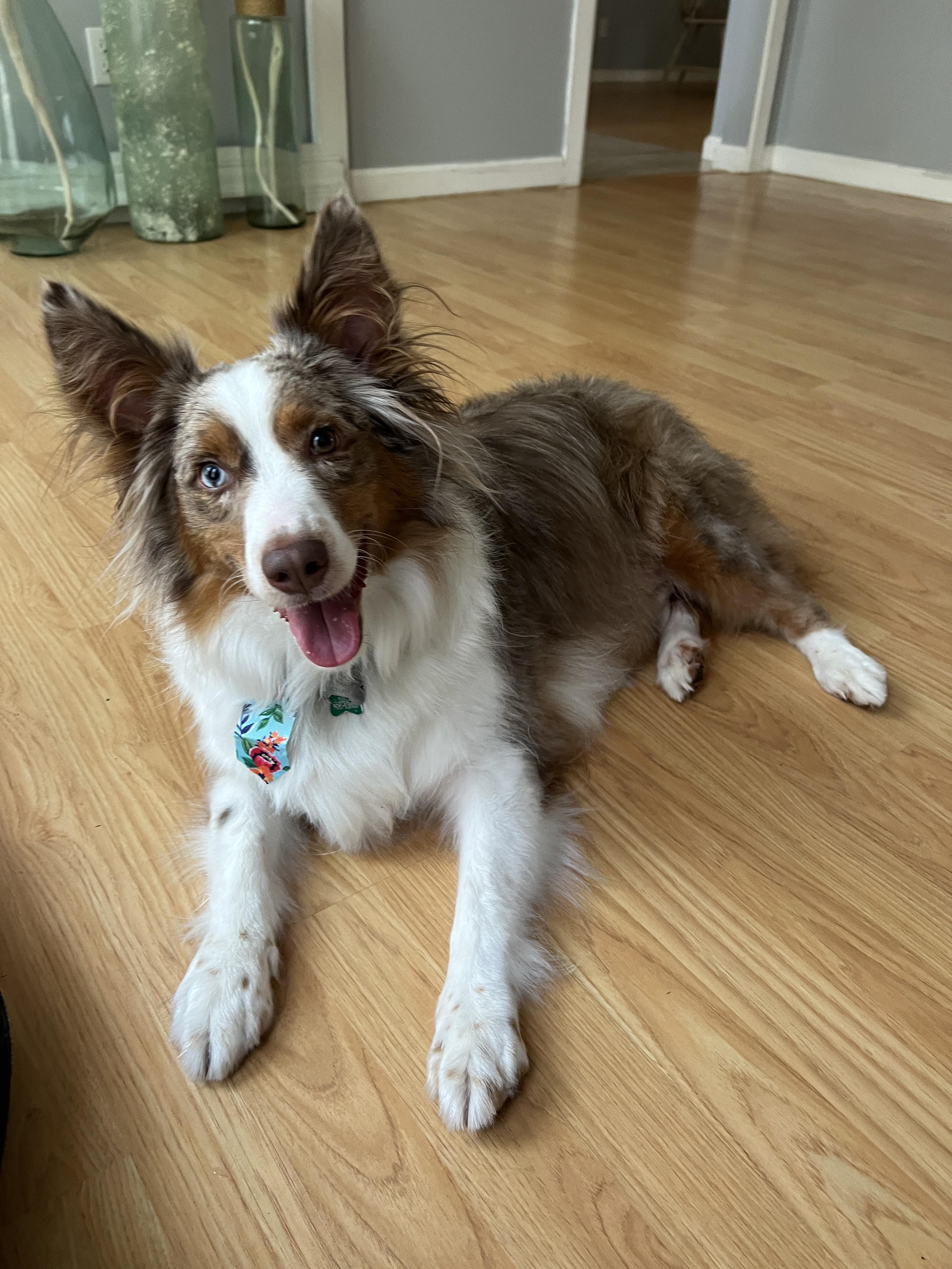 Enlarge Remi, a ADOPTABLE mixed breed in Palm Bay, FL image 3/5