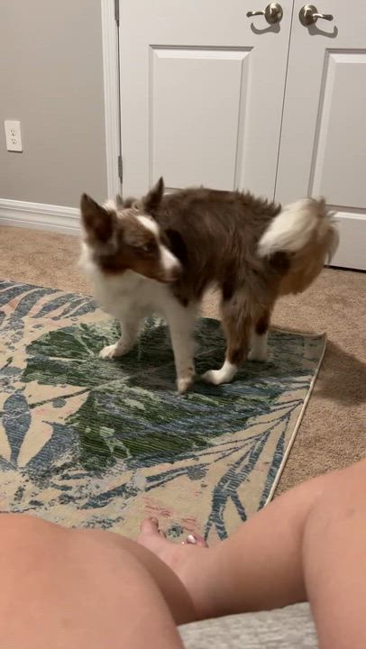 Enlarge Remi, a ADOPTABLE mixed breed in Palm Bay, FL video 2/5