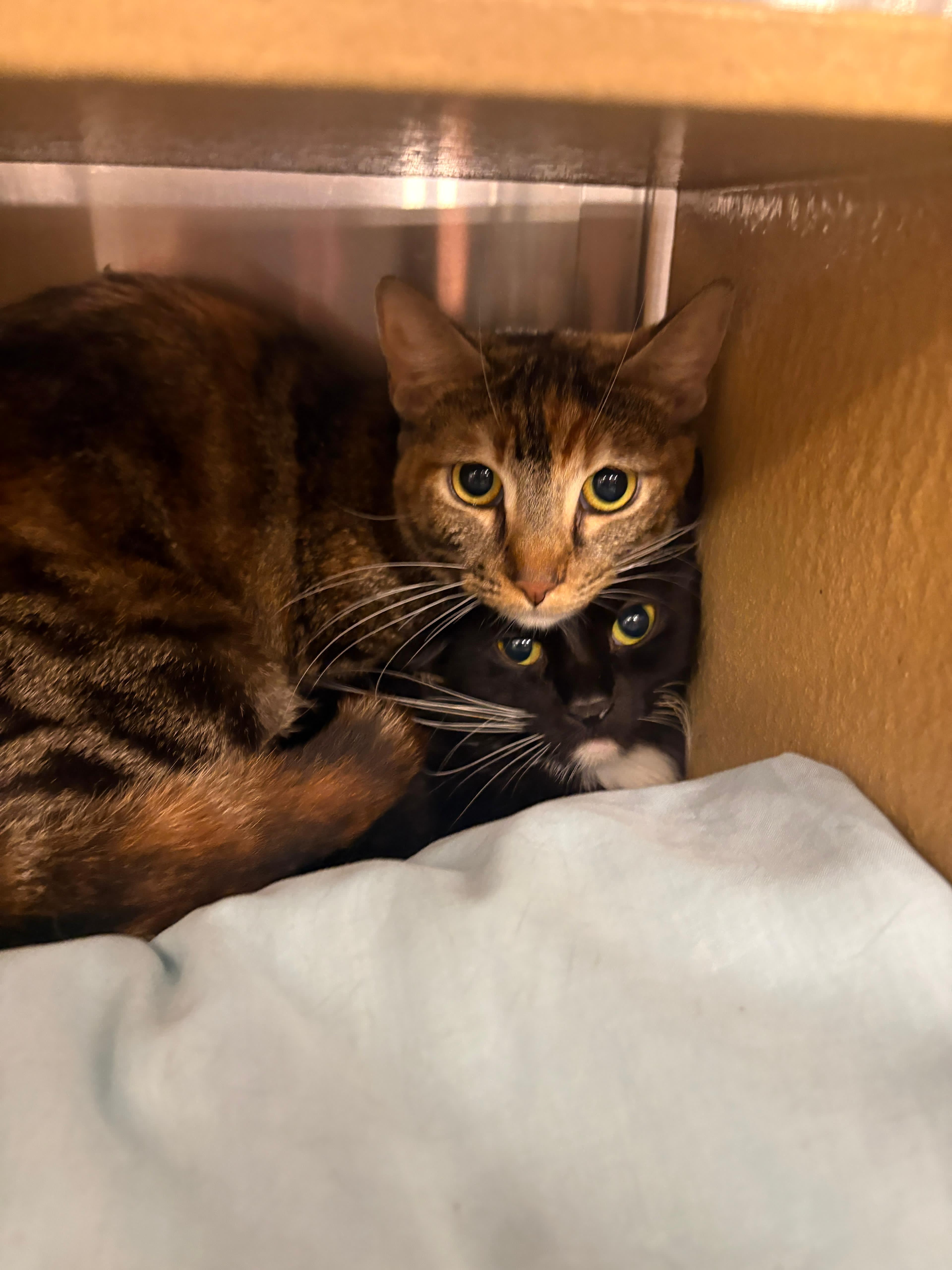 Citra and Brewster, a Adoptable Domestic Medium Hair in San Juan Capistrano, CA image 3/4