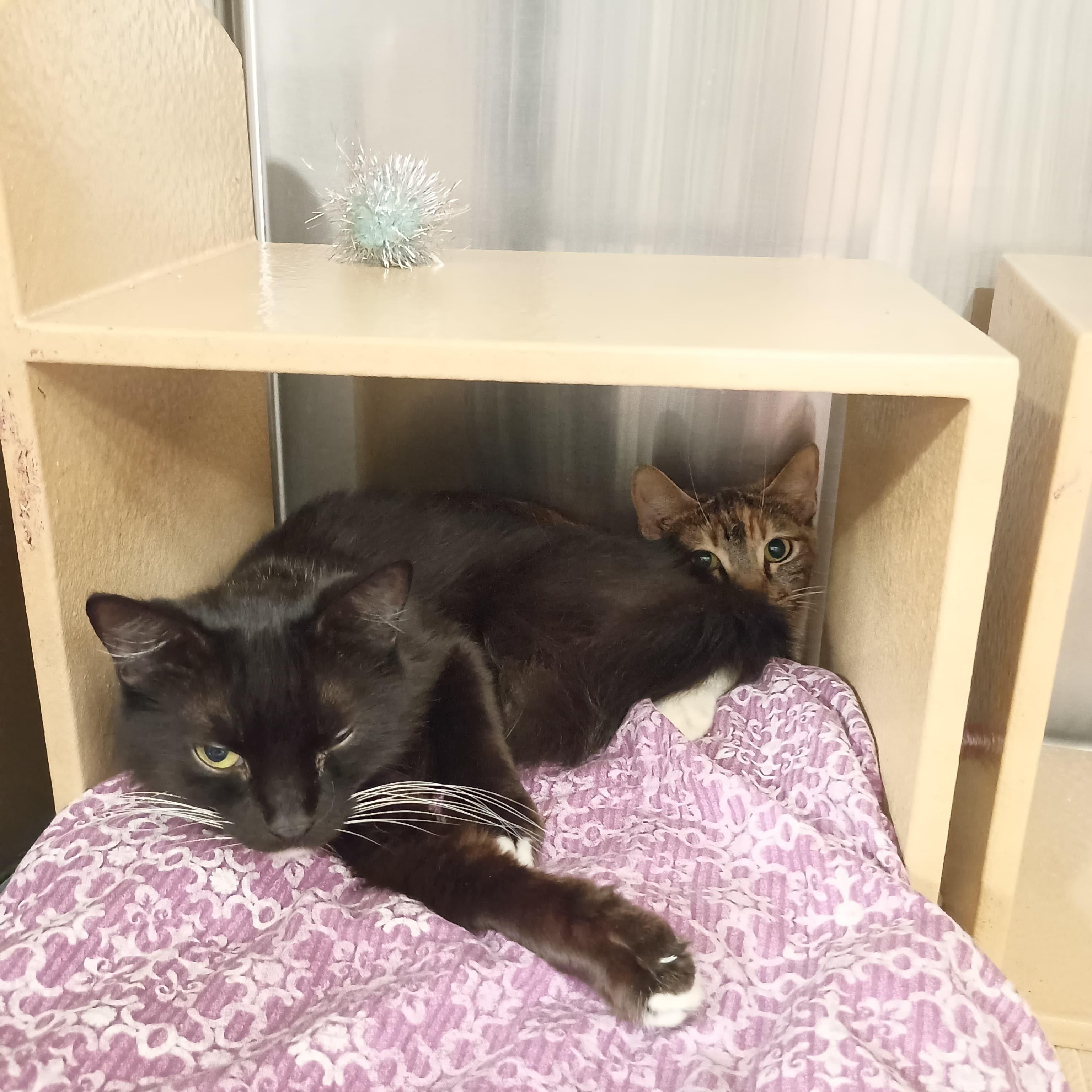 Citra and Brewster, a Adoptable Domestic Medium Hair in San Juan Capistrano, CA image 4/4