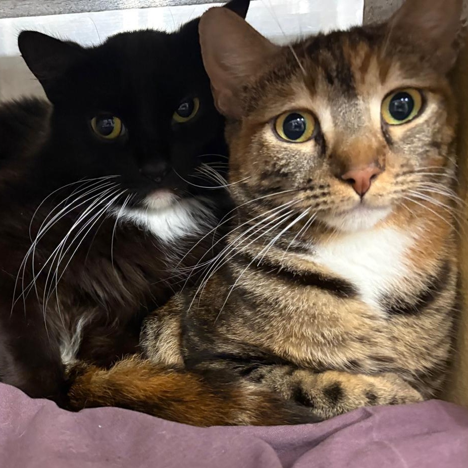 Citra and Brewster, Adoptable, Young Female Domestic Medium Hair.