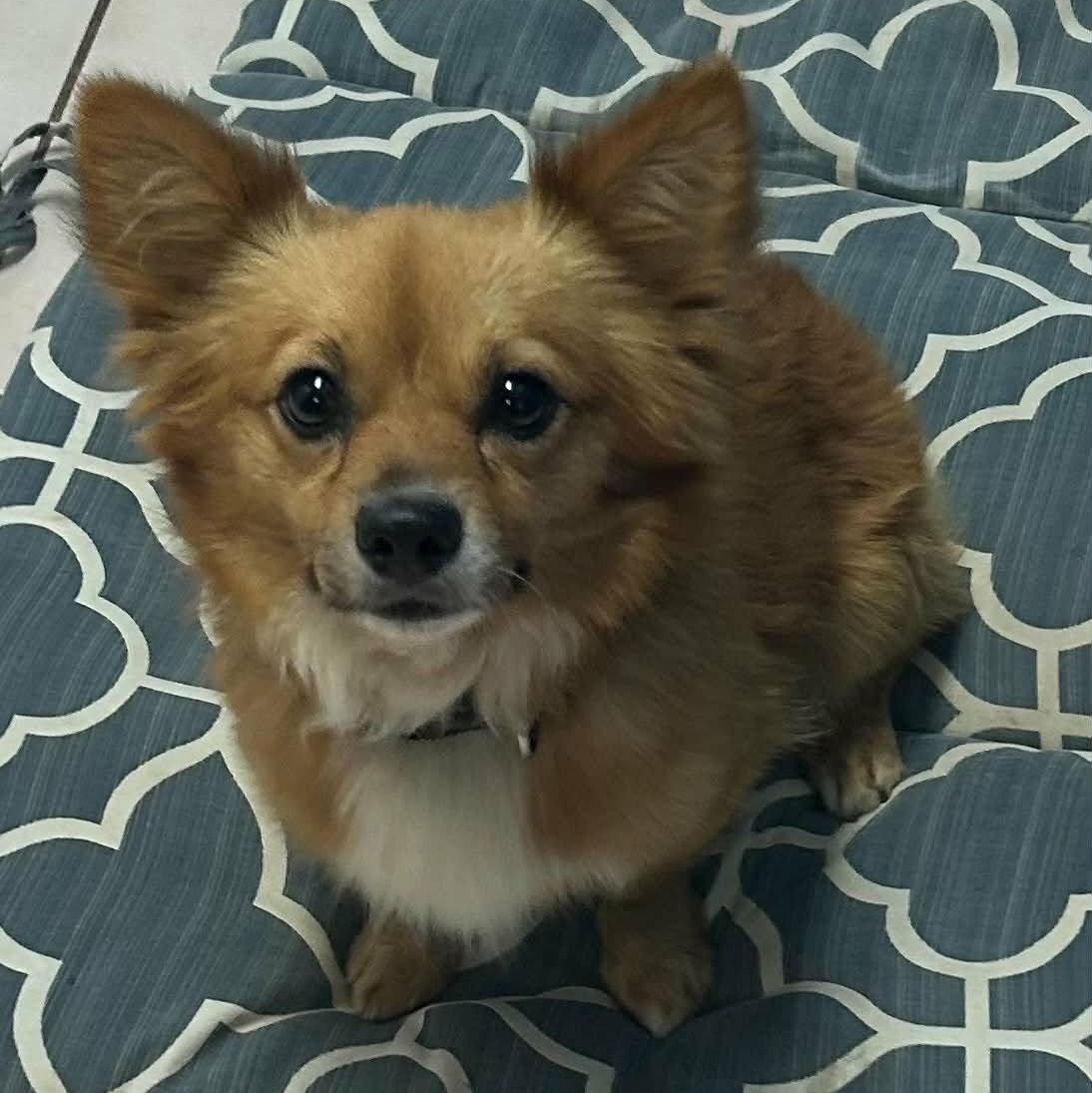 Enlarge Bear, an adopted mixed breed in Cincinnati, OH image 3/5