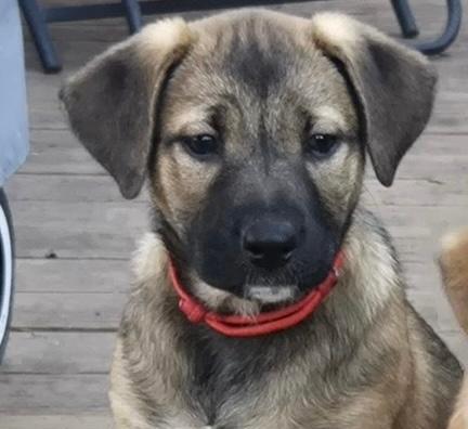 Reba, a ADOPTABLE mixed breed in Carrollton, TX image 3/4