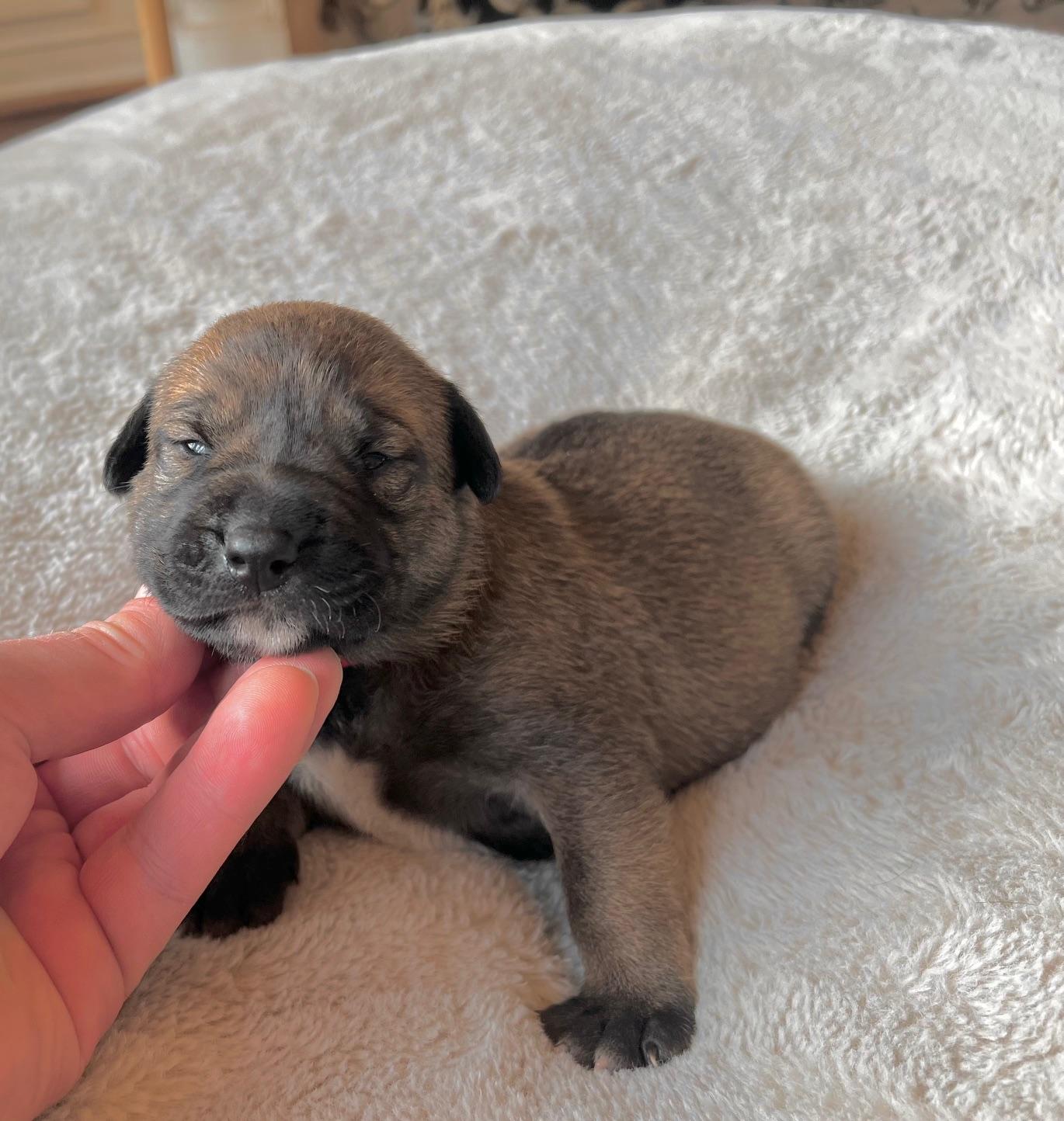 Reba, a ADOPTABLE mixed breed in Carrollton, TX image 4/4