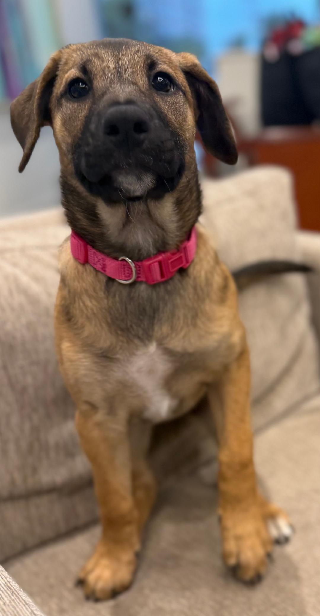 Reba, a ADOPTABLE mixed breed in Carrollton, TX image 2/4