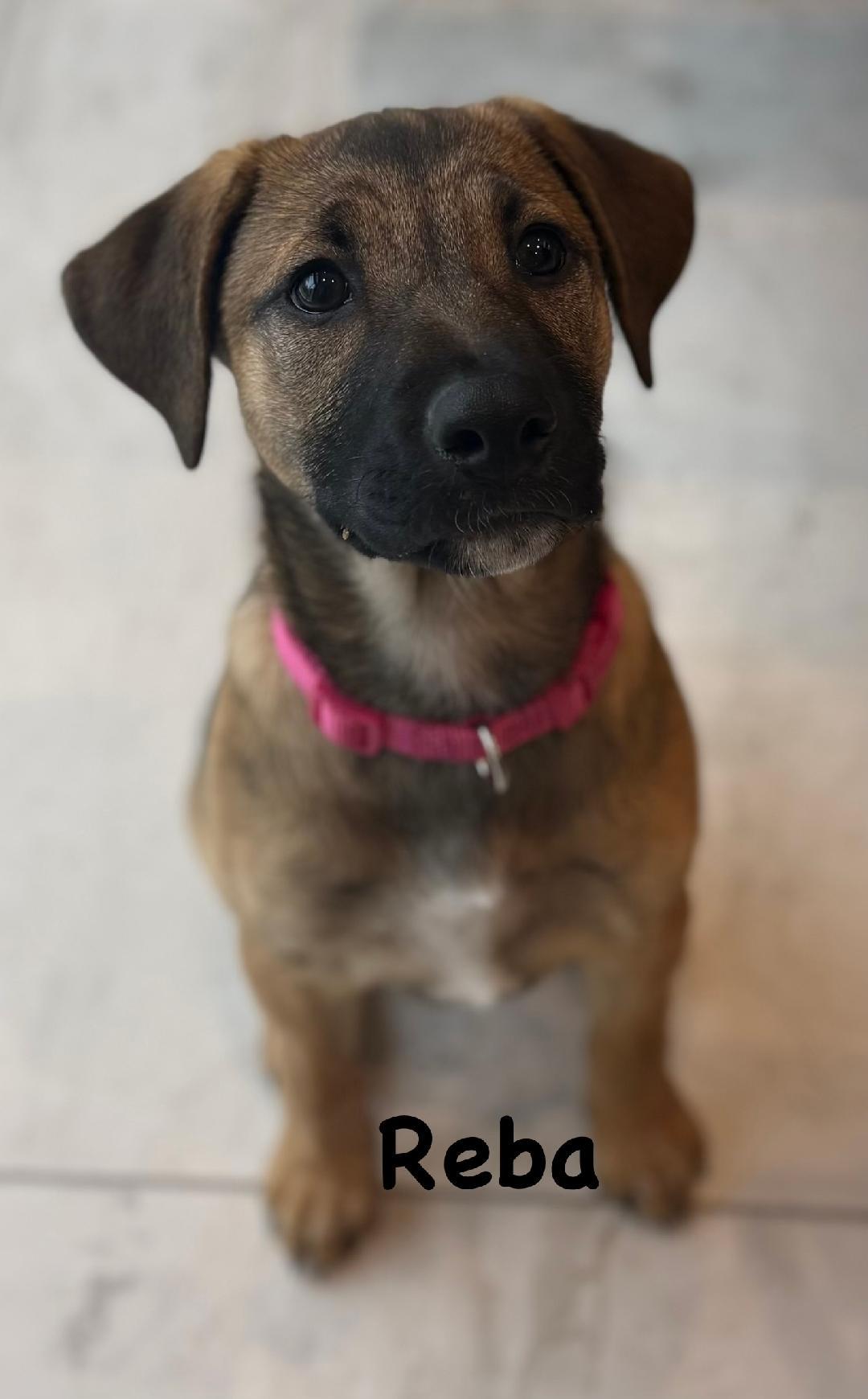 Reba, a ADOPTABLE mixed breed in Carrollton, TX image 1/4