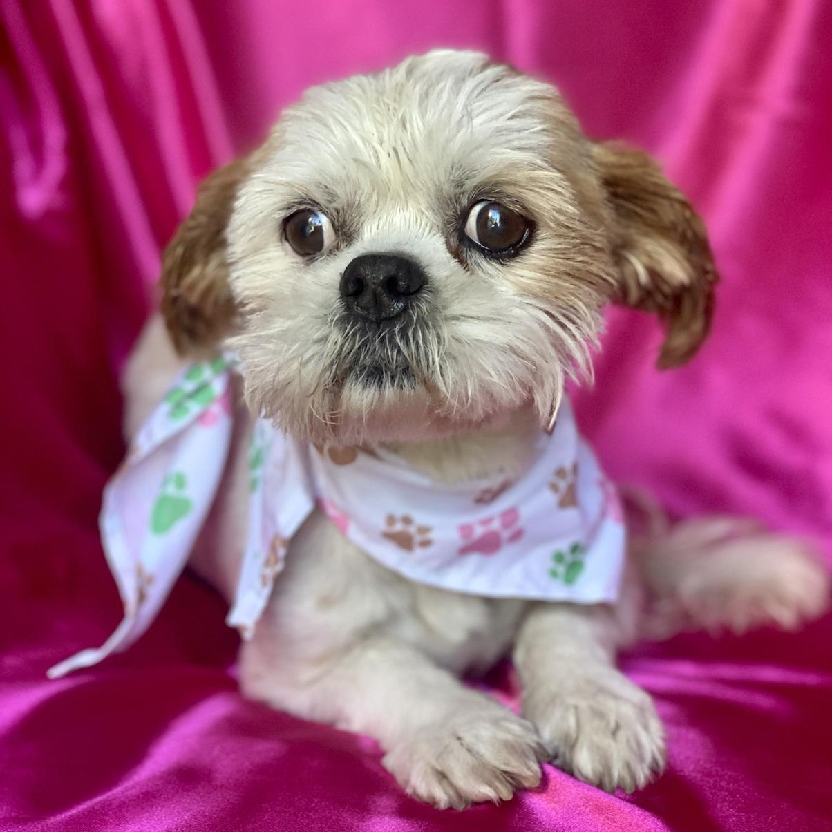 Dog for adoption MACY, a Shih Tzu in Rowland Heights, CA Petfinder