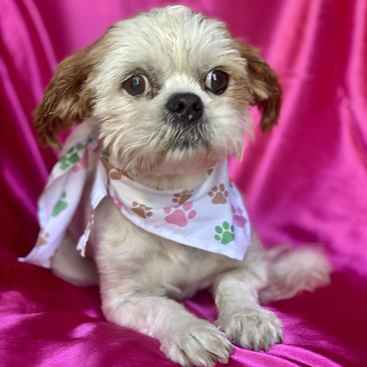 Dog for adoption MACY, a Shih Tzu in Rowland Heights, CA Petfinder