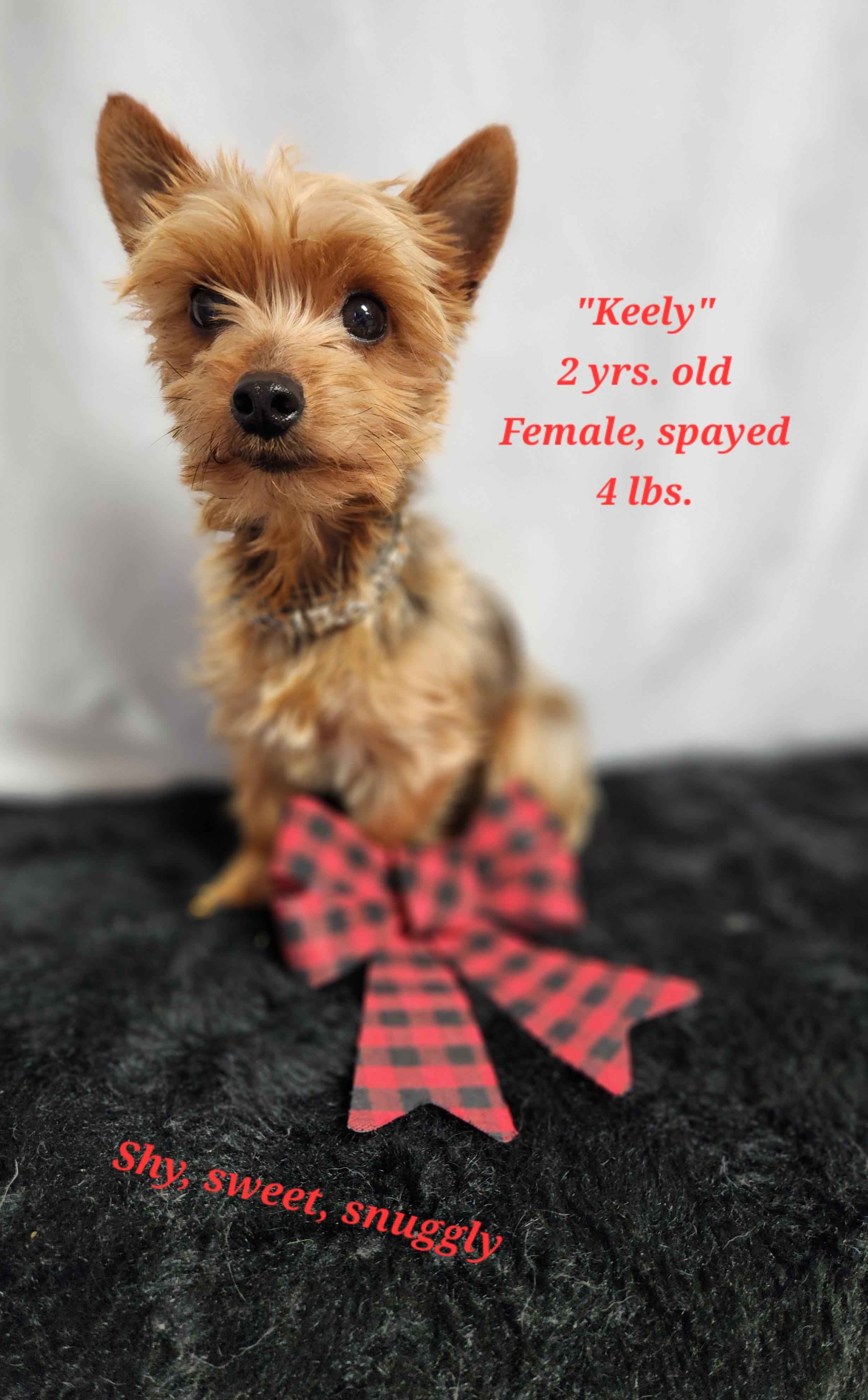 Enlarge Keely, an adopted Yorkshire Terrier in Rockwall, TX image 1/4