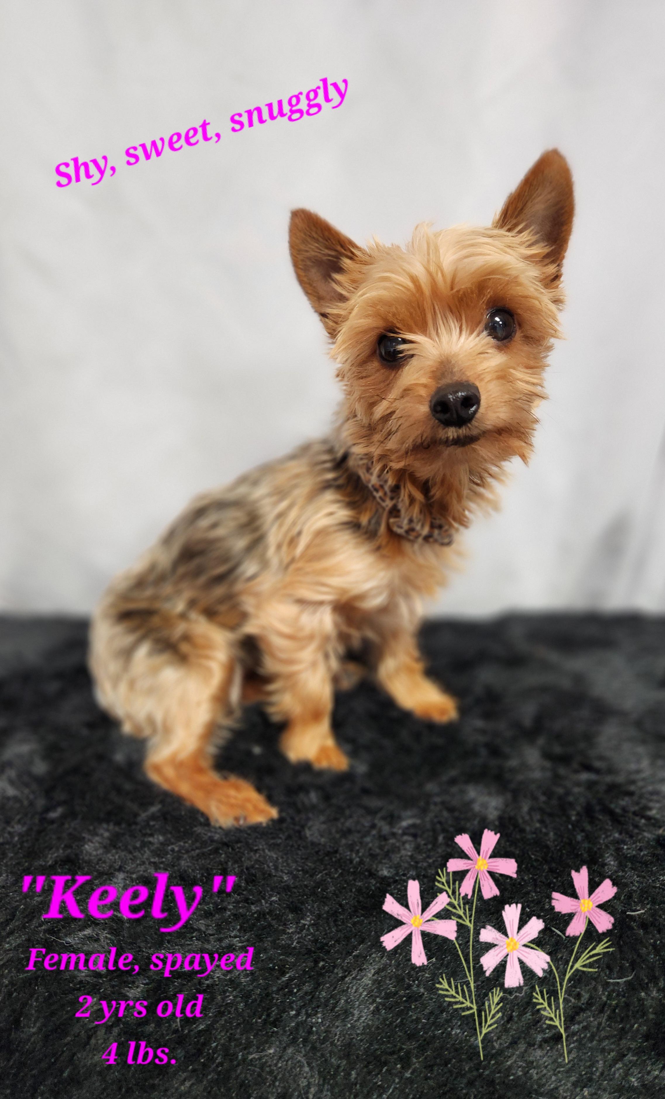 Keely, adopted, Young Female Yorkshire Terrier.