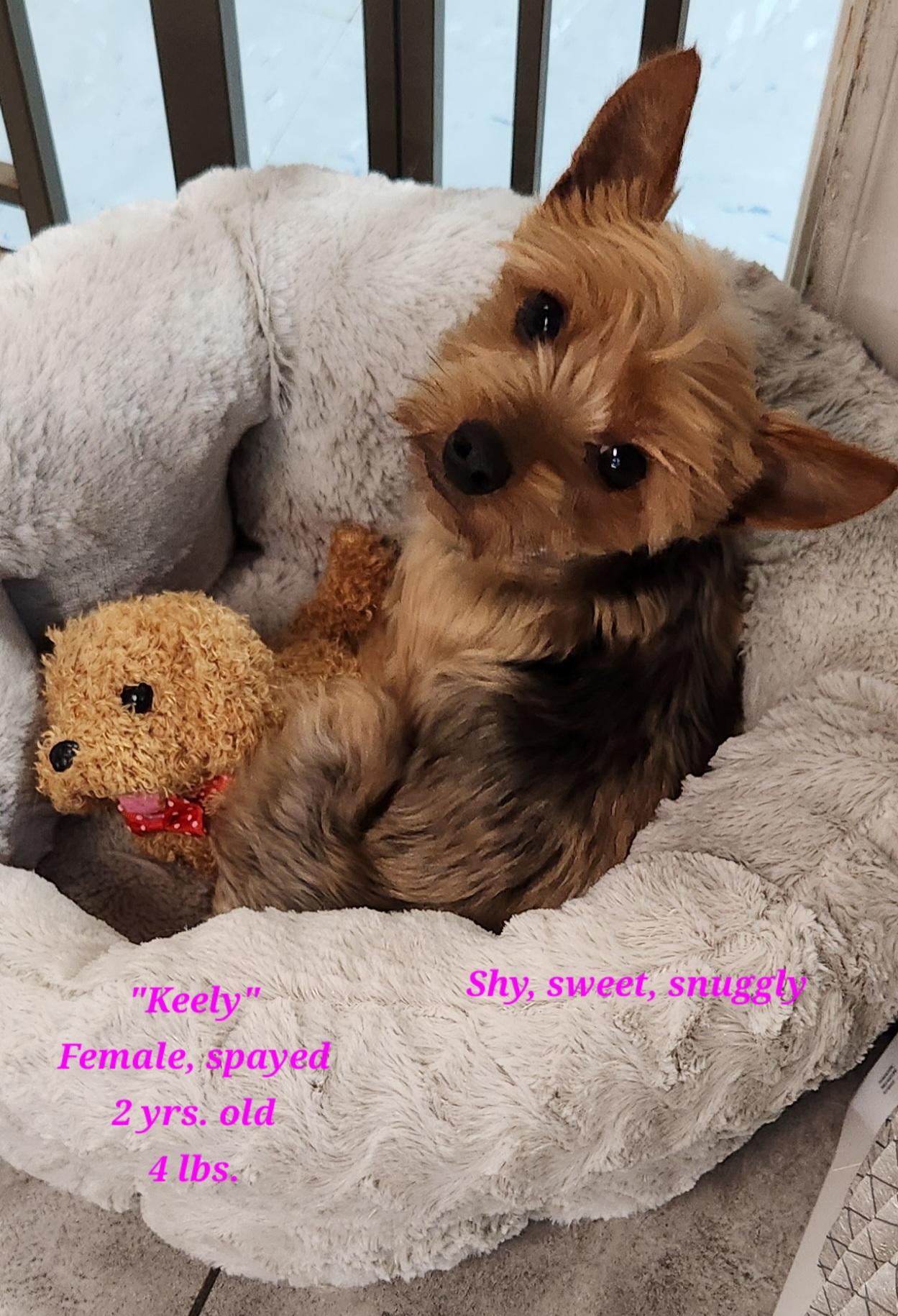 Enlarge Keely, an adopted Yorkshire Terrier in Rockwall, TX image 3/4