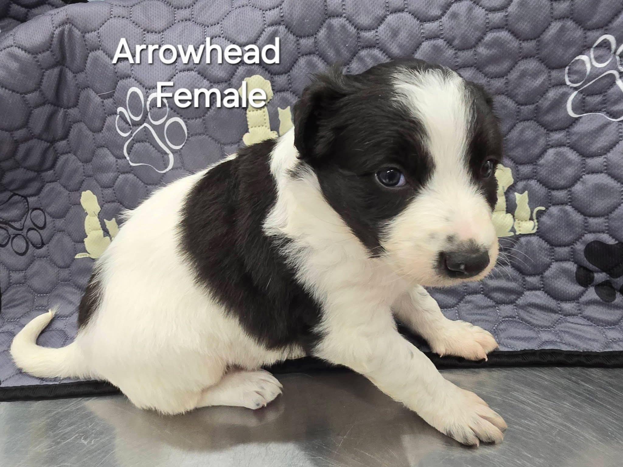 Arrowhead , an adopted mixed breed in Mingus, TX image 2/2