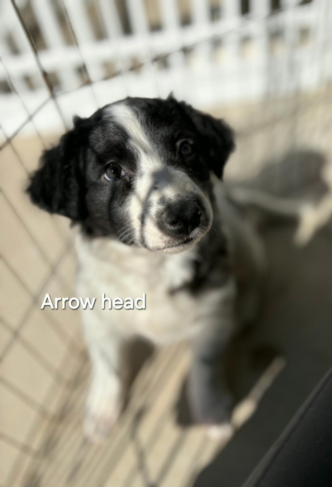 Arrowhead , an adopted mixed breed in Mingus, TX image 1/2