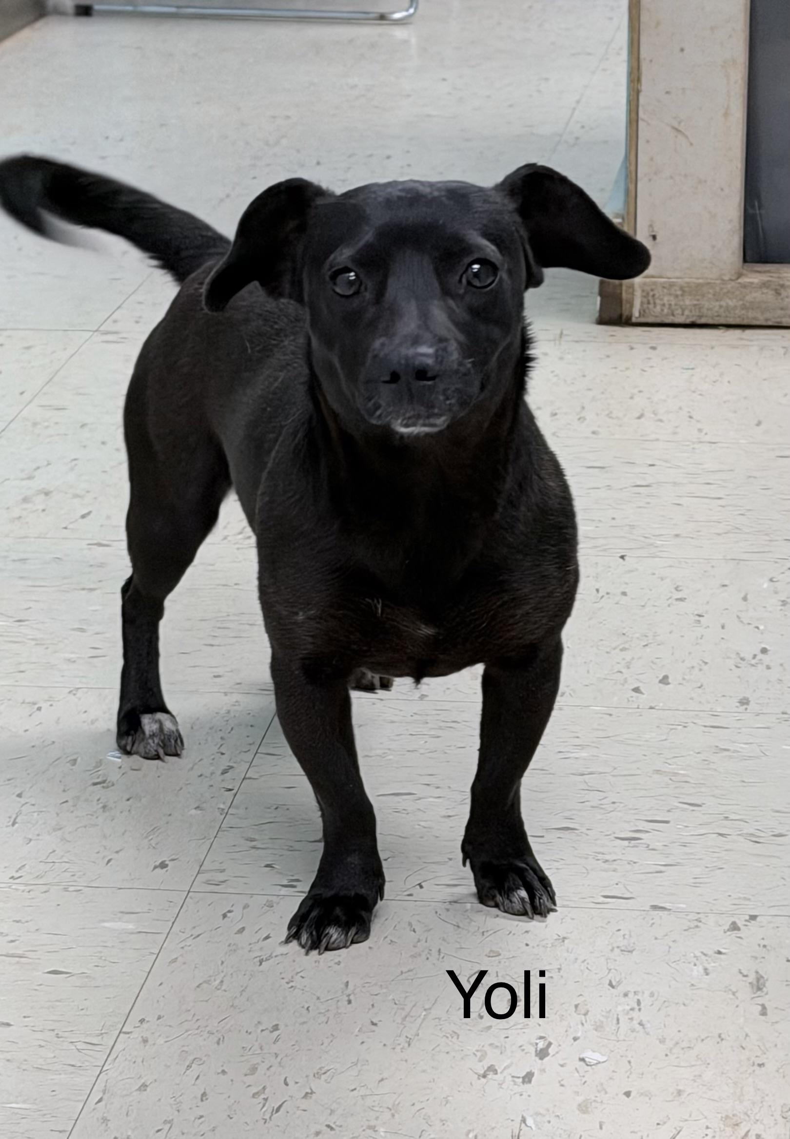 Yoli, ADOPTABLE, Adult Female Dachshund.