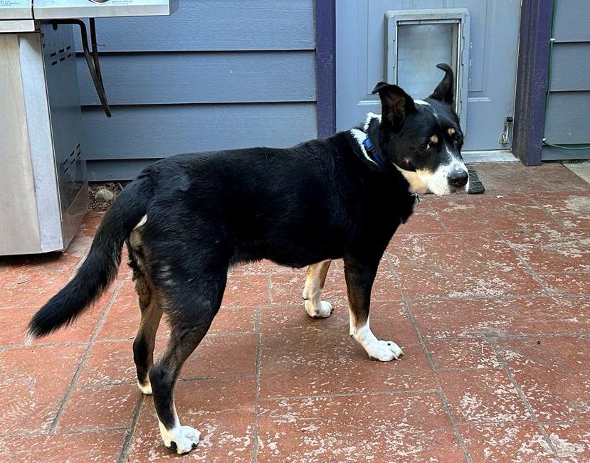 Enlarge Lady, a Adopted mixed breed in Carson, WA image 2/6