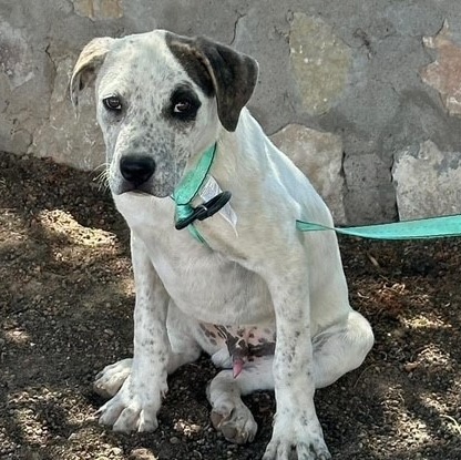 Astro, Adoptable, Young Male Mixed Breed.