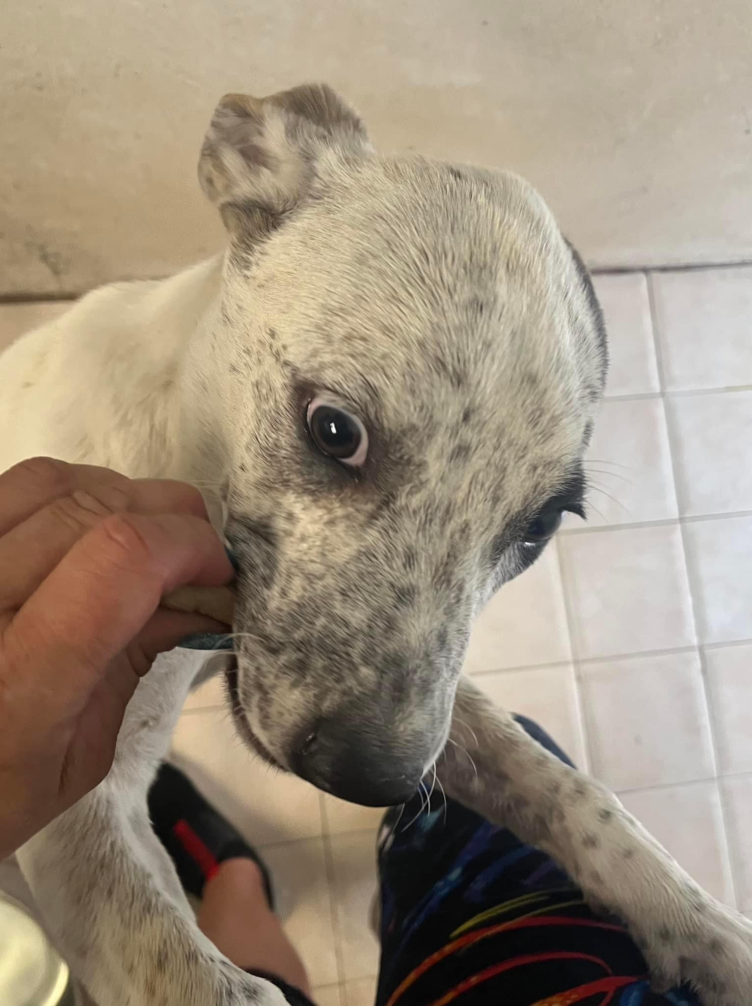 Enlarge Astro, a Adoptable Mixed Breed in El Paso, TX image 2/3