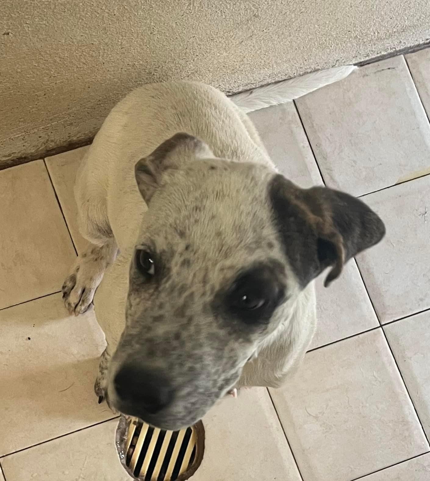 Enlarge Astro, a Adoptable Mixed Breed in El Paso, TX image 3/3