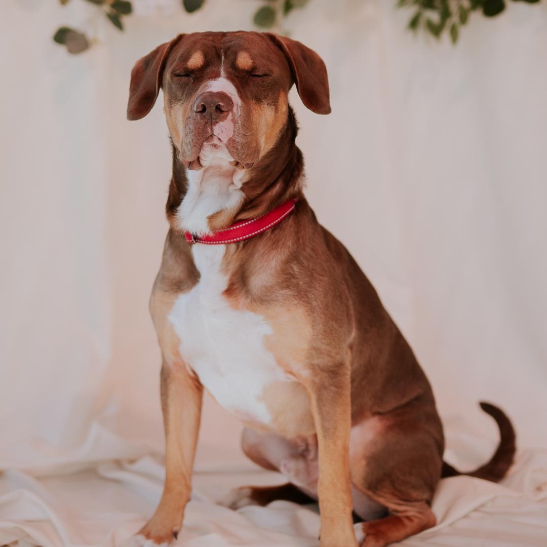Enlarge Jeter, a Adoptable American Staffordshire Terrier in Marietta, GA image 2/5