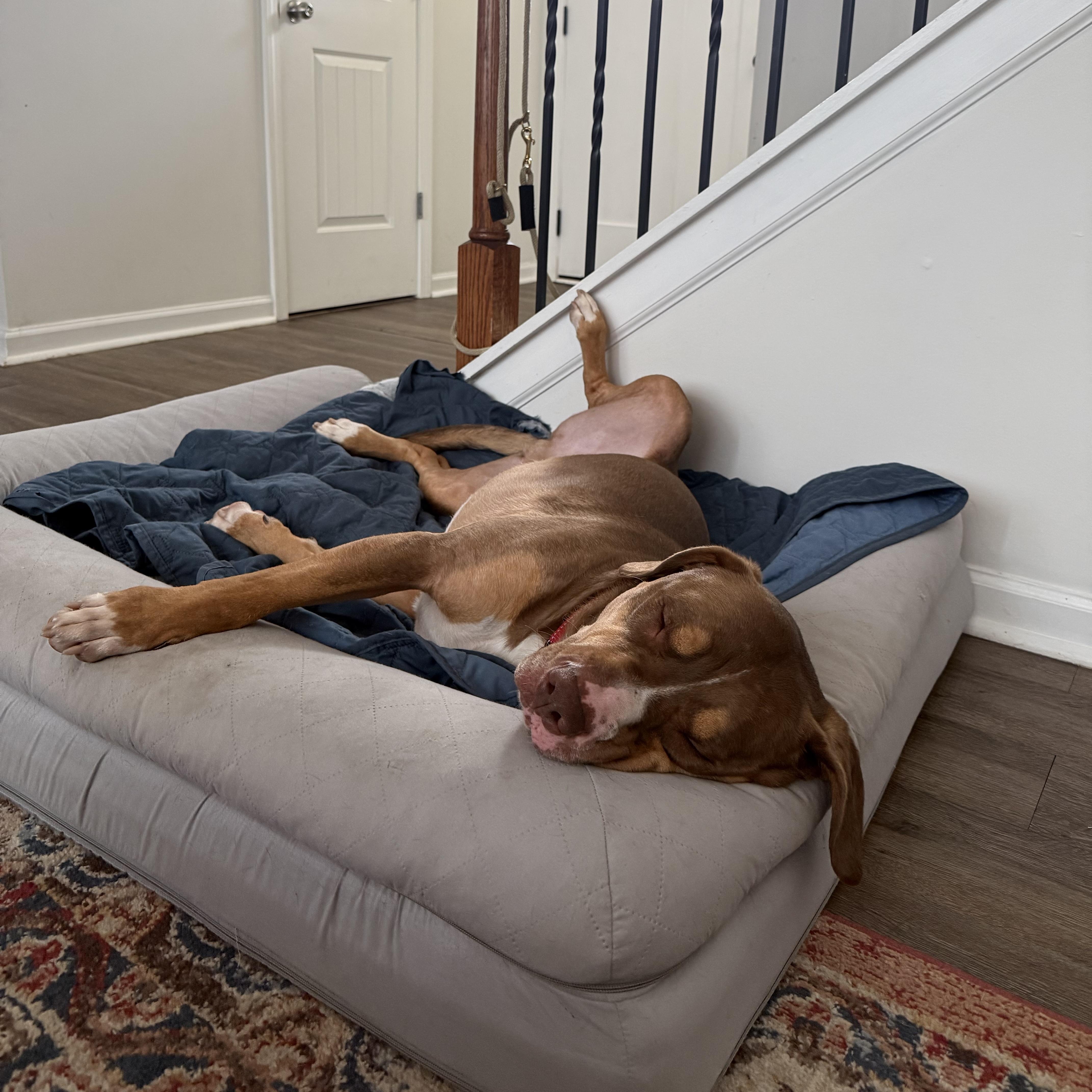 Enlarge Jeter, a Adoptable American Staffordshire Terrier in Marietta, GA image 5/5