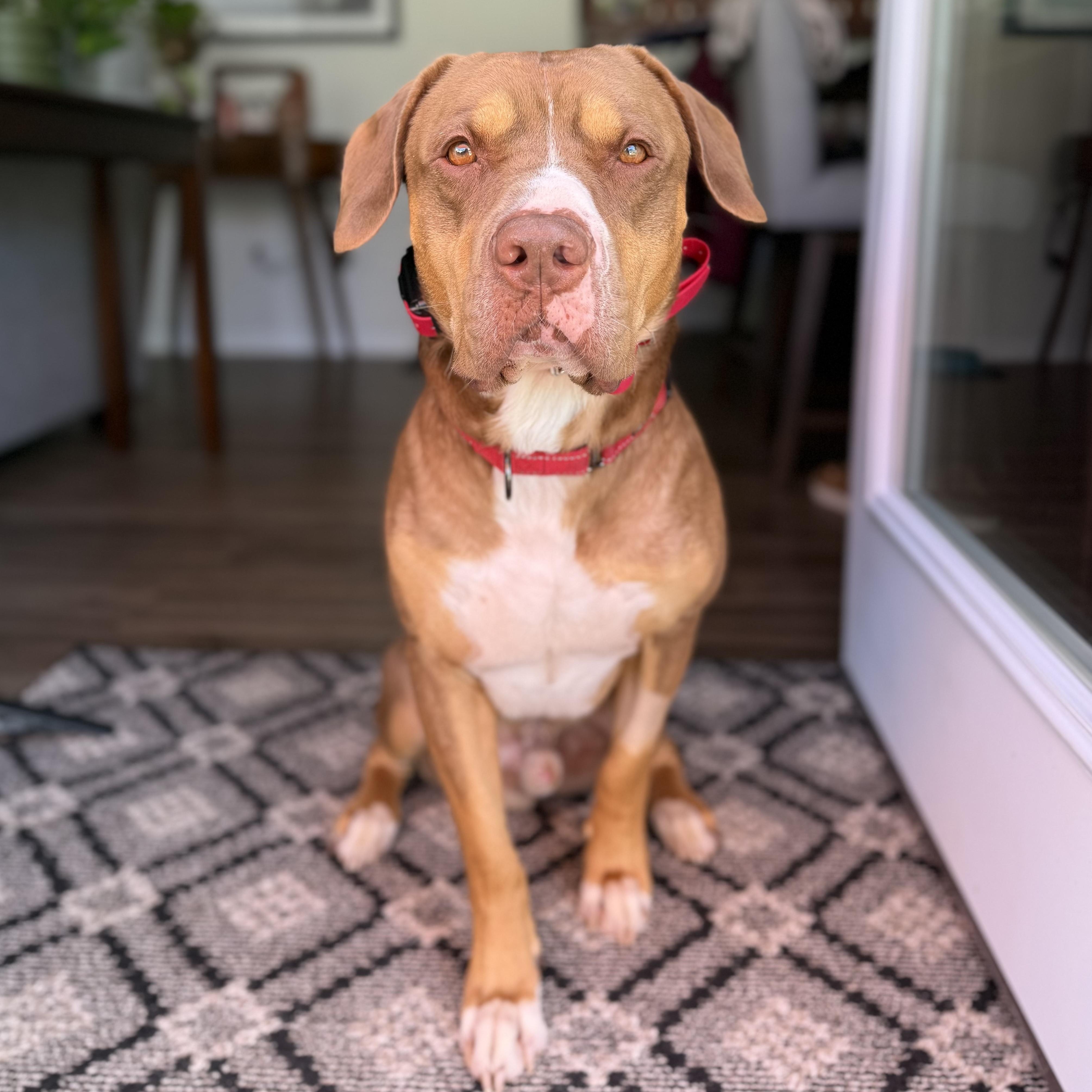 Enlarge Jeter, a Adoptable American Staffordshire Terrier in Marietta, GA image 4/5