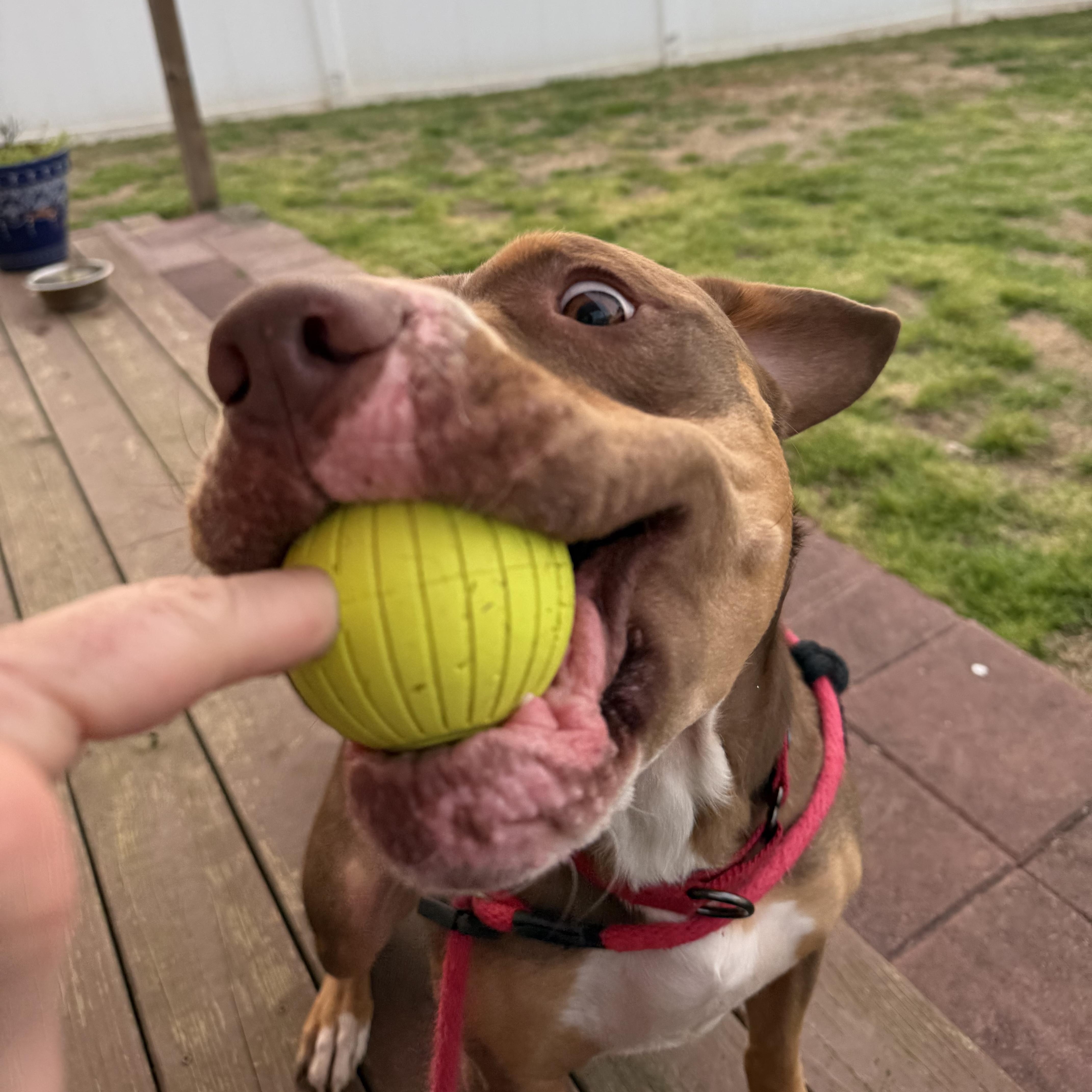 Enlarge Jeter, a Adoptable American Staffordshire Terrier in Marietta, GA image 3/5