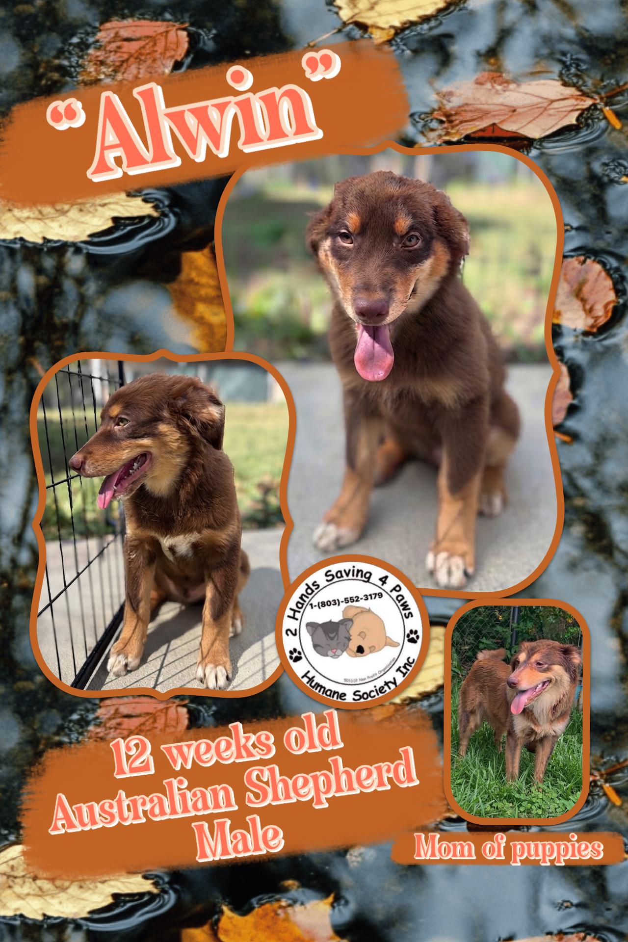 Alwin, Adoptable, Puppy Male Australian Shepherd.