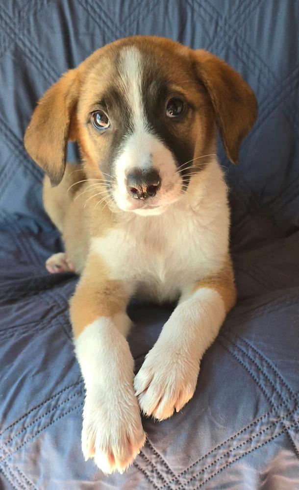 Parsley, Adoptable, Puppy Male Australian Cattle Dog / Blue Heeler & Beagle.
