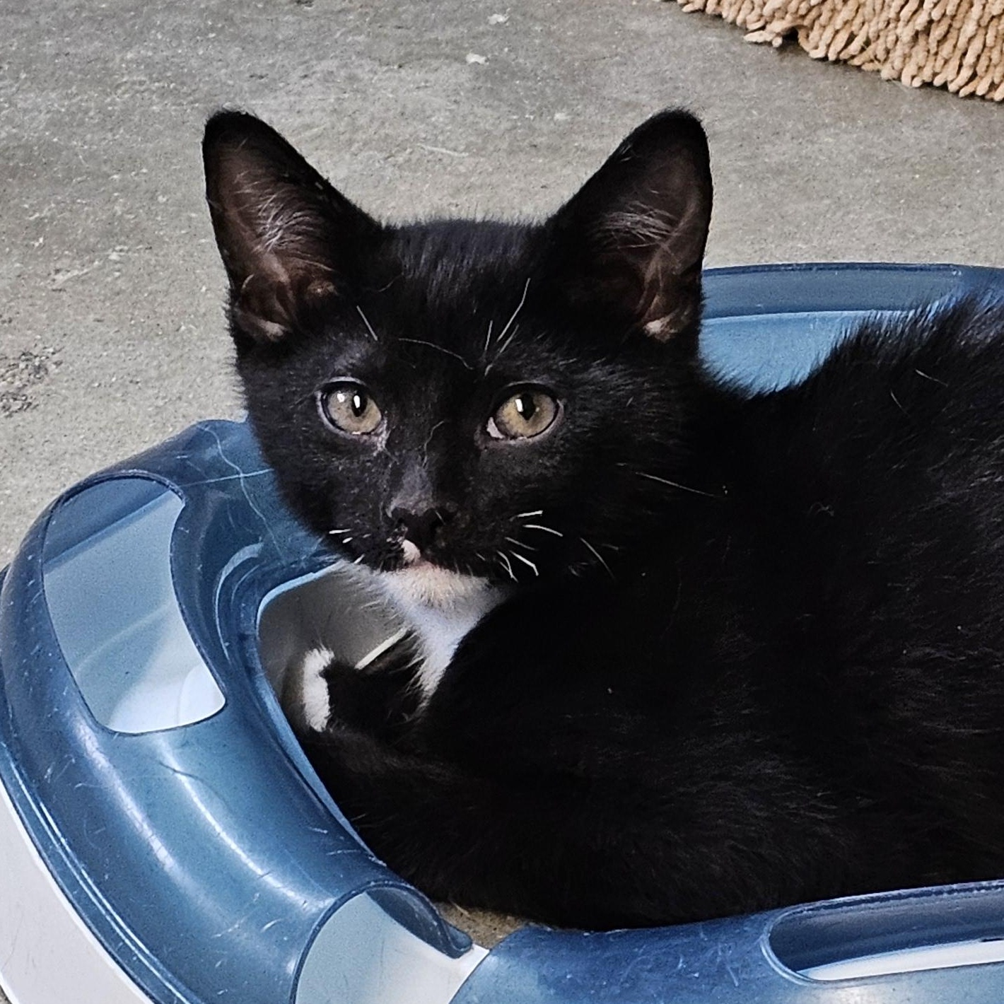 MR. M, ADOPTABLE, Kitten Male American Shorthair.
