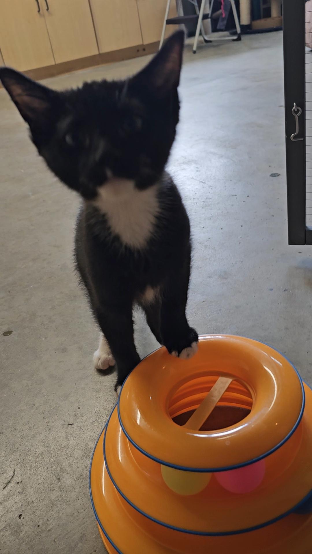 Enlarge MR. M, a ADOPTABLE American Shorthair in Pinedale, WY image 2/5