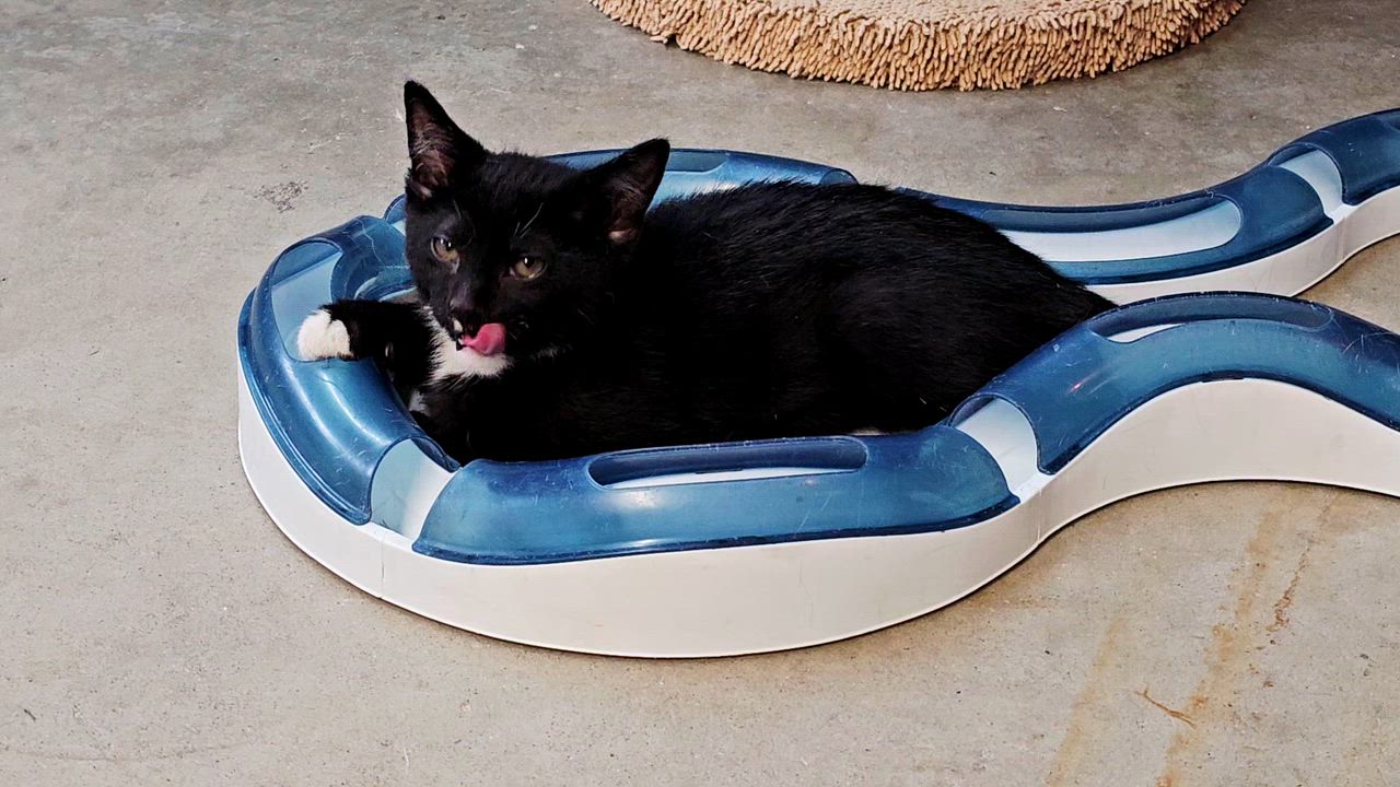 Enlarge MR. M, a ADOPTABLE American Shorthair in Pinedale, WY video 5/5