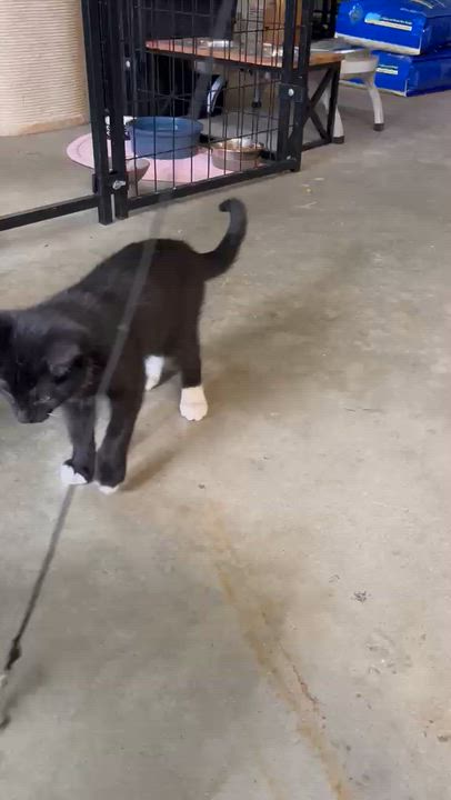 Enlarge MR. M, a ADOPTABLE American Shorthair in Pinedale, WY video 3/5