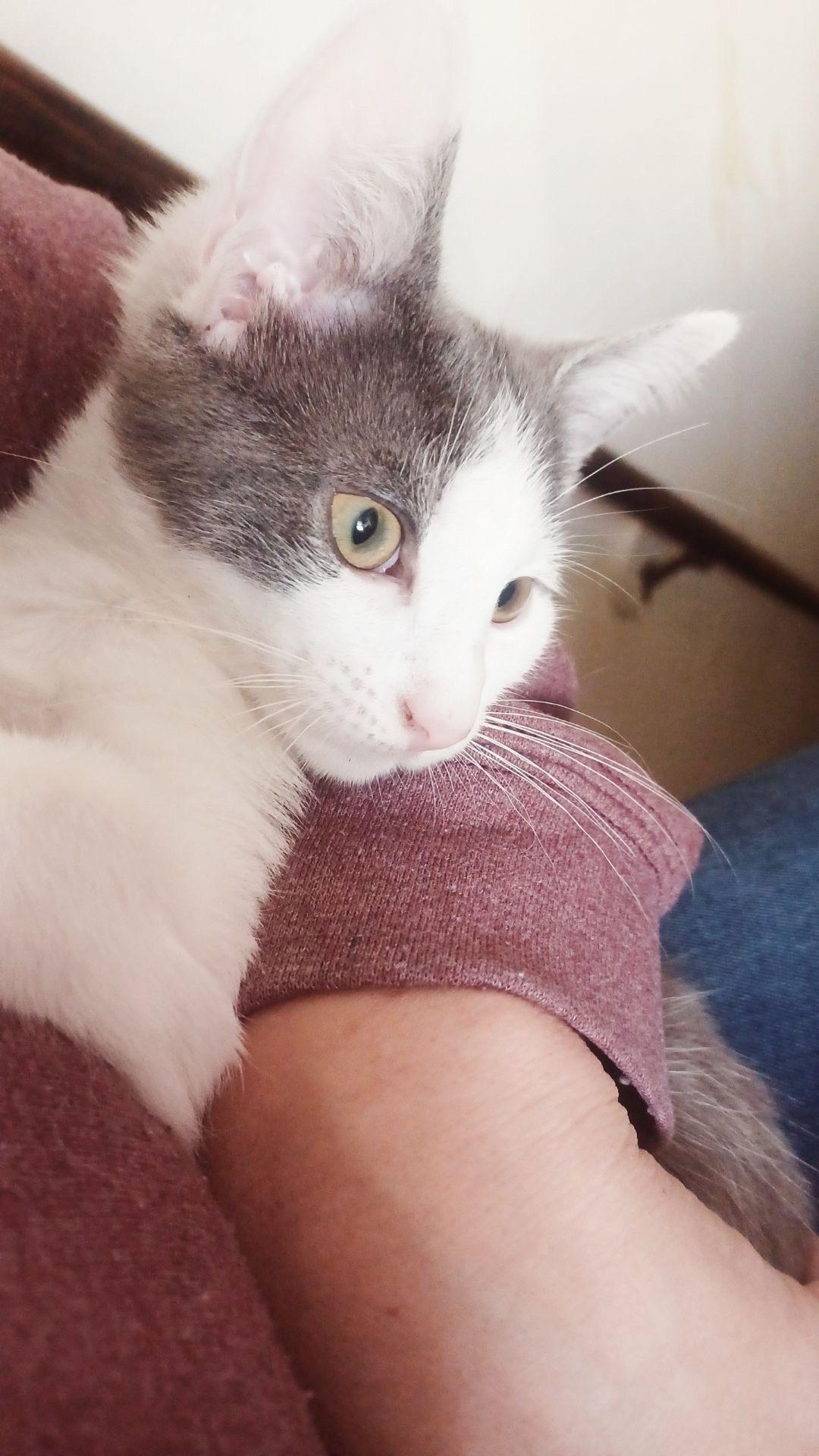 Enlarge Milo- Kitten, a Adoptable American Shorthair in Grand Rapids, MI image 2/3