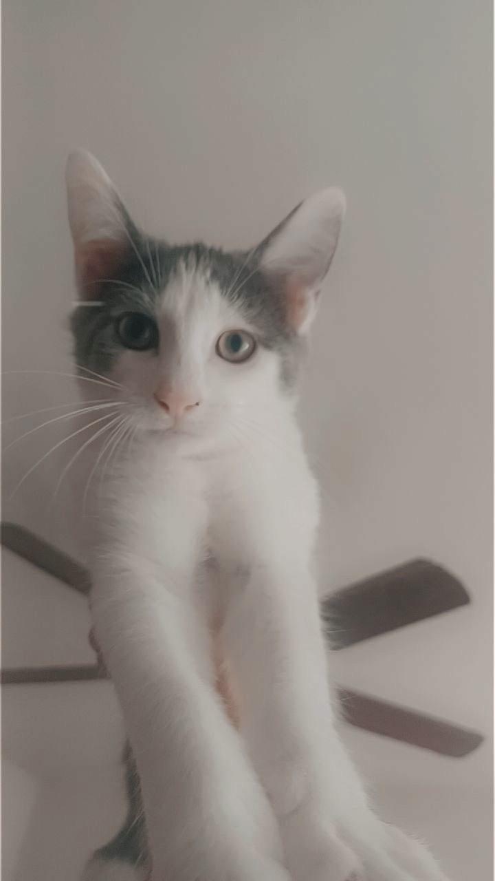 Enlarge Milo- Kitten, a Adoptable American Shorthair in Grand Rapids, MI image 3/3