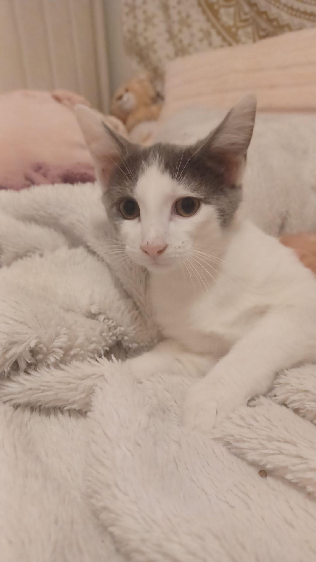 Milo- Kitten, Adoptable, Kitten Male American Shorthair.