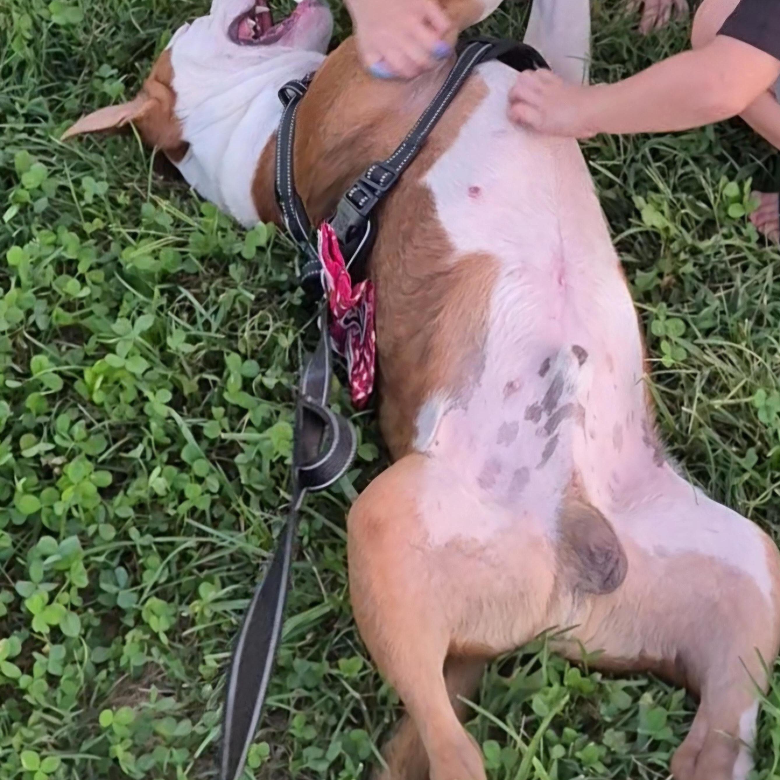 Enlarge Thor, a Adoptable mixed breed in Clay City, KY image 6/6