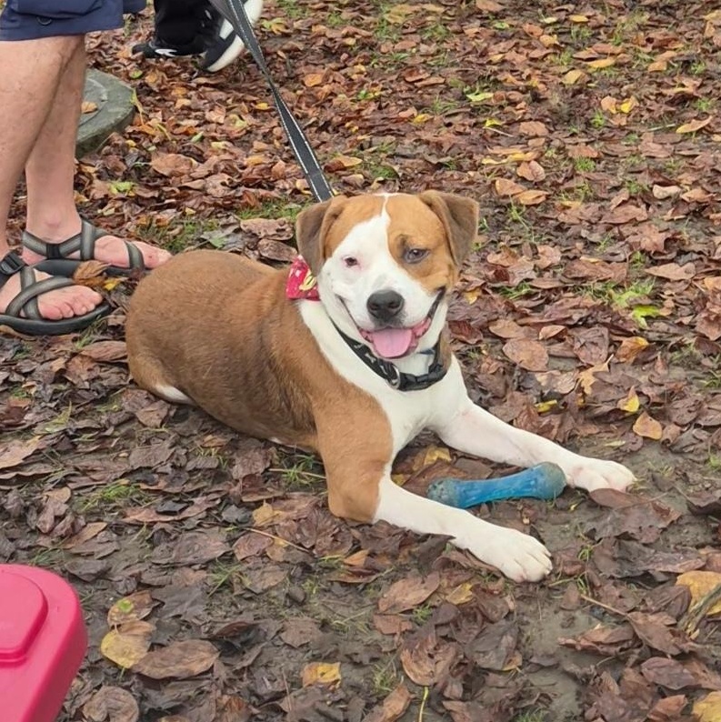 Enlarge Thor, a Adoptable mixed breed in Clay City, KY image 1/6