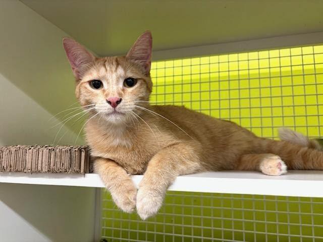 Enlarge Aiden, a Adoptable Domestic Short Hair in Mound, MN image 1/5