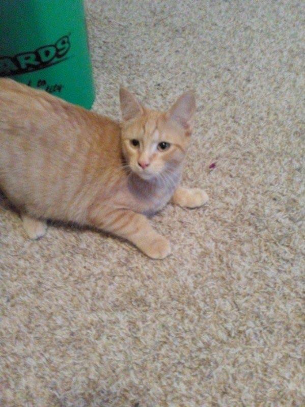 Aiden, Adoptable, Young Male Domestic Short Hair.