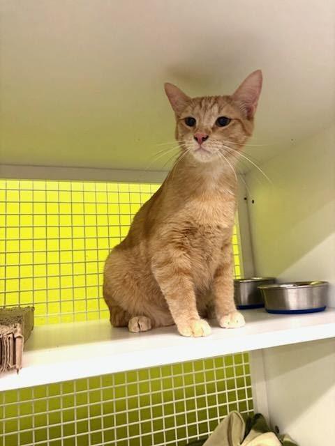 Enlarge Aiden, a Adoptable Domestic Short Hair in Mound, MN image 3/5