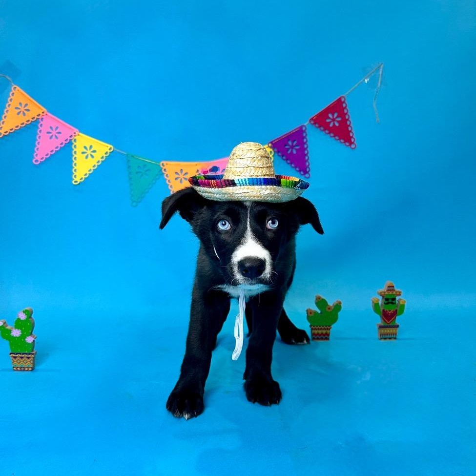 Enlarge Bilbo, a Adoptable mixed breed in Rocky Hill, CT image 2/2