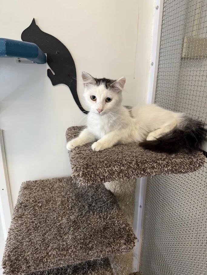 Ping, a Adoptable mixed breed in Winona, MN image 5/6