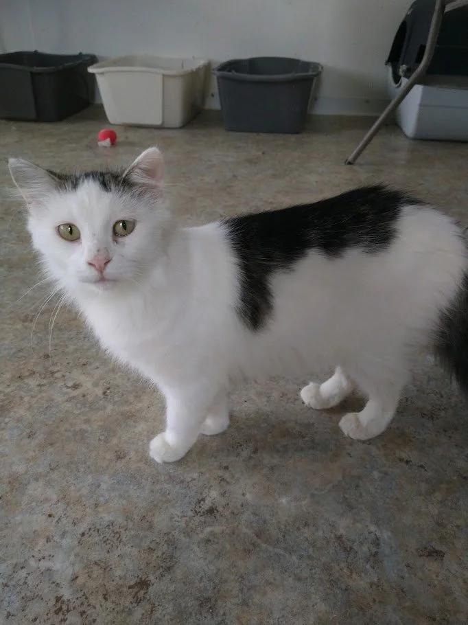 Ping, a Adoptable mixed breed in Winona, MN image 3/6