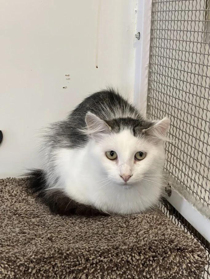 Ping, a Adoptable mixed breed in Winona, MN image 4/6