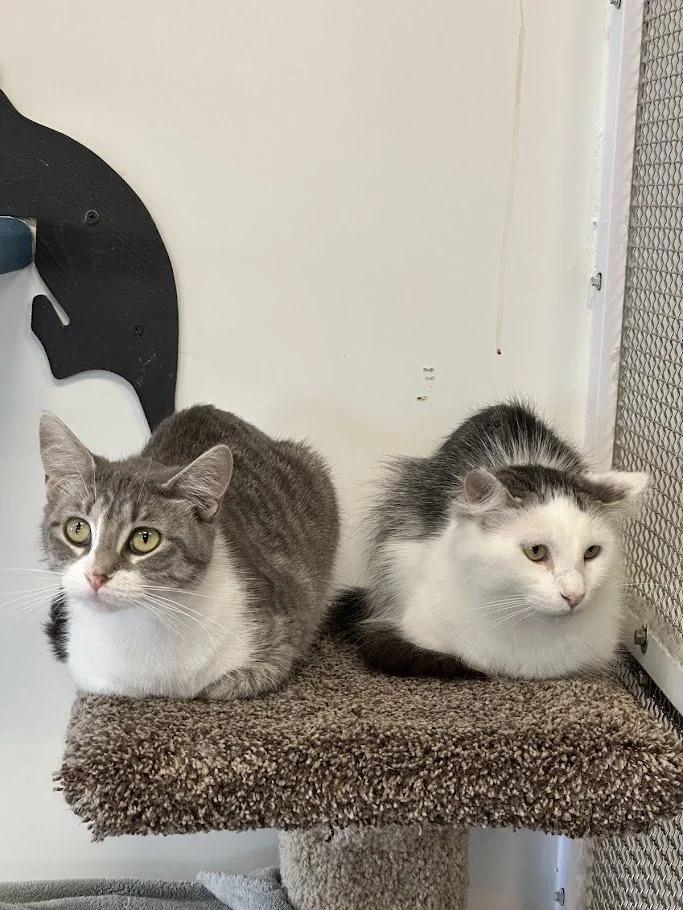 Ping, Adoptable, Adult Female Domestic Long Hair.