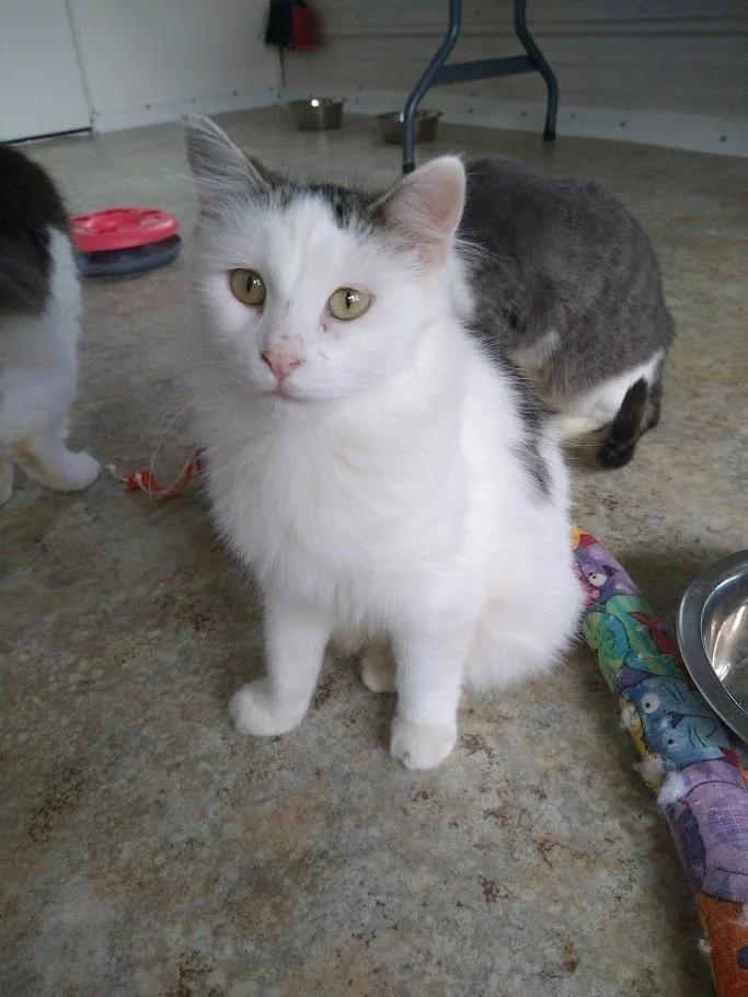 Ping, Adoptable, Adult Female Domestic Long Hair.
