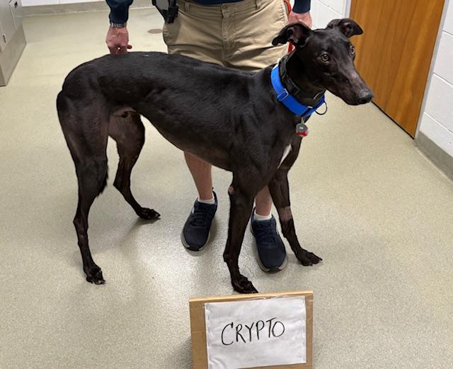 FF Crypto, Adoptable, Young Male Greyhound.
